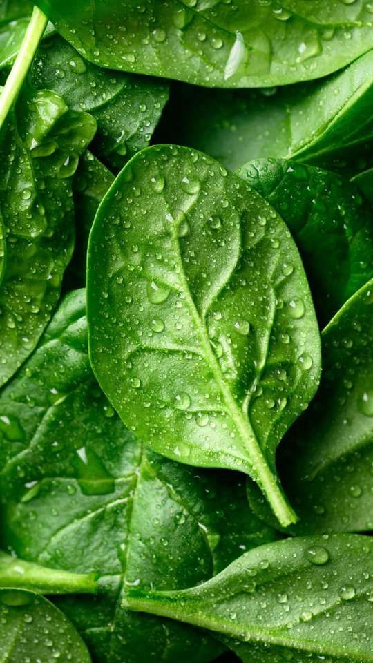 Baby Palak (Baby Spinach) – Fresh & Tender