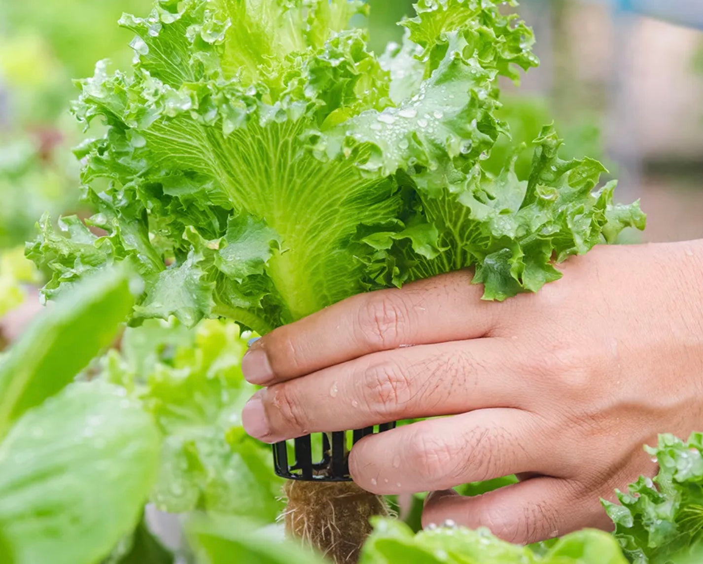 Organic Lettuce Locarno - Live Plant, 120-150gms