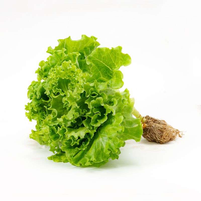 Organic Lettuce Locarno - Live Plant, 120-150gms