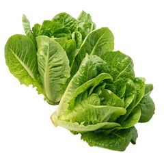Romaine Lettuce (Cos Lettuce)